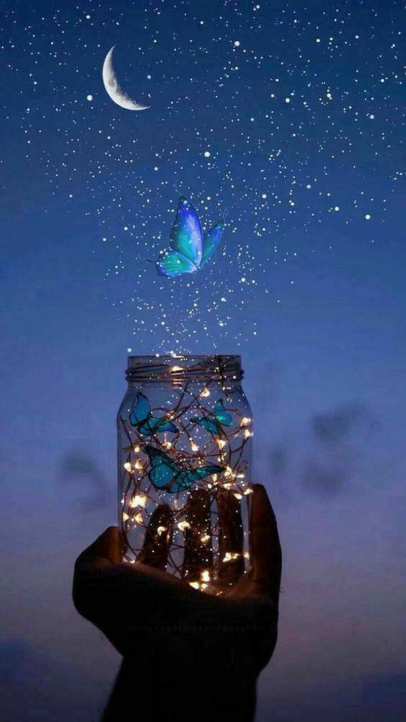 hình nền bướm 16