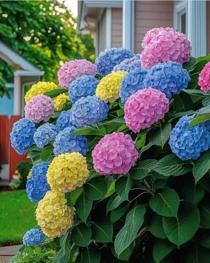 hình ản hoa cẩm tú cầu 1