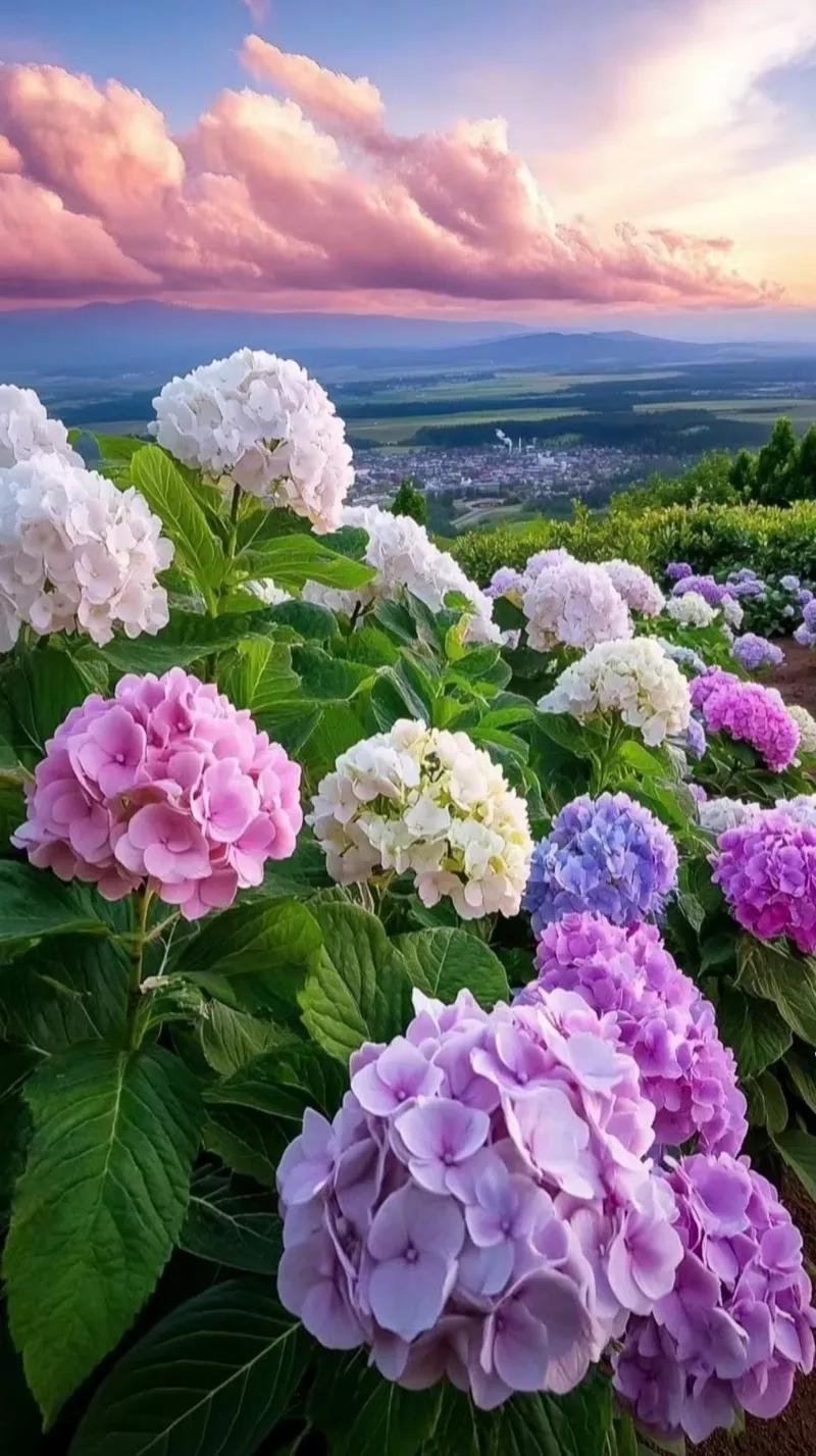 hình ản hoa cẩm tú cầu 19