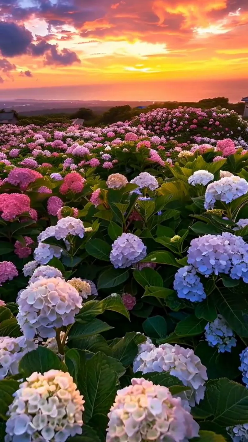 hình ản hoa cẩm tú cầu 20