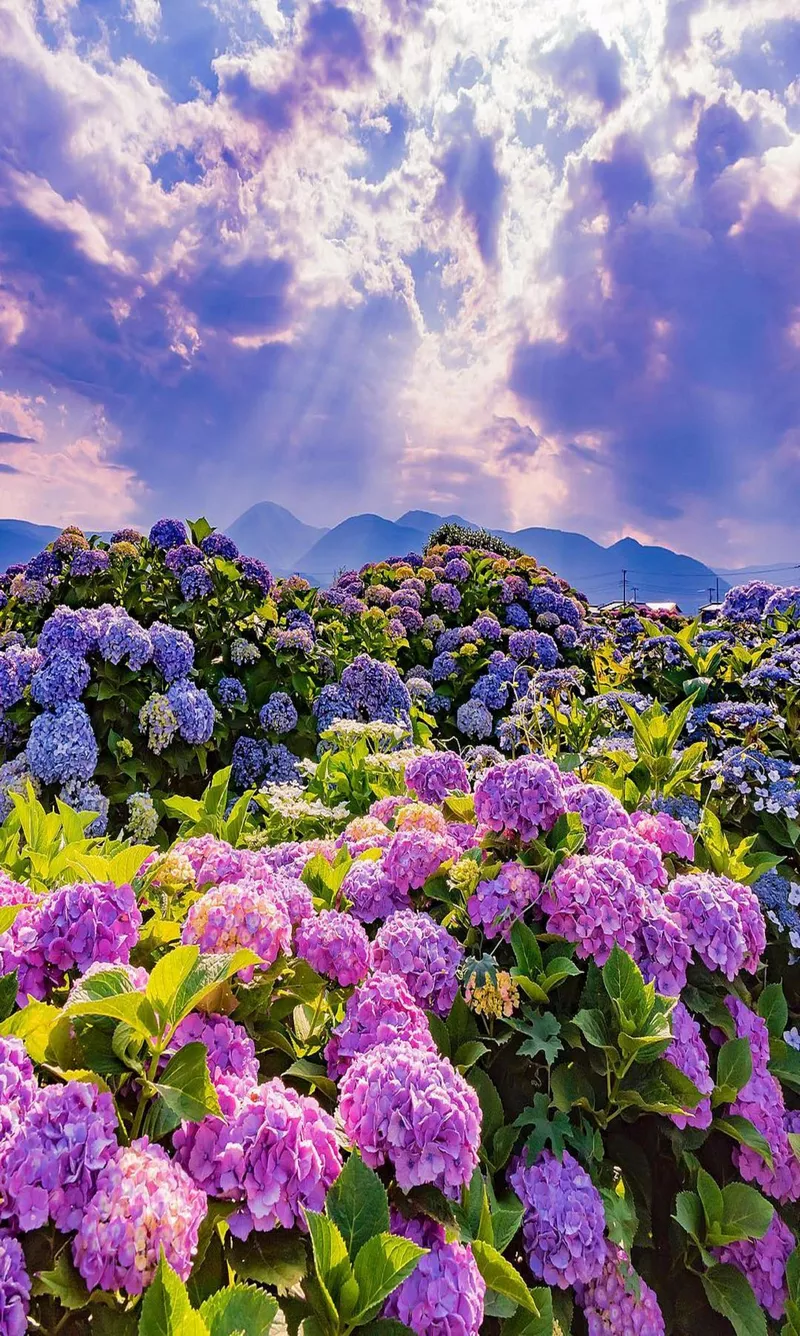 hình ản hoa cẩm tú cầu 24