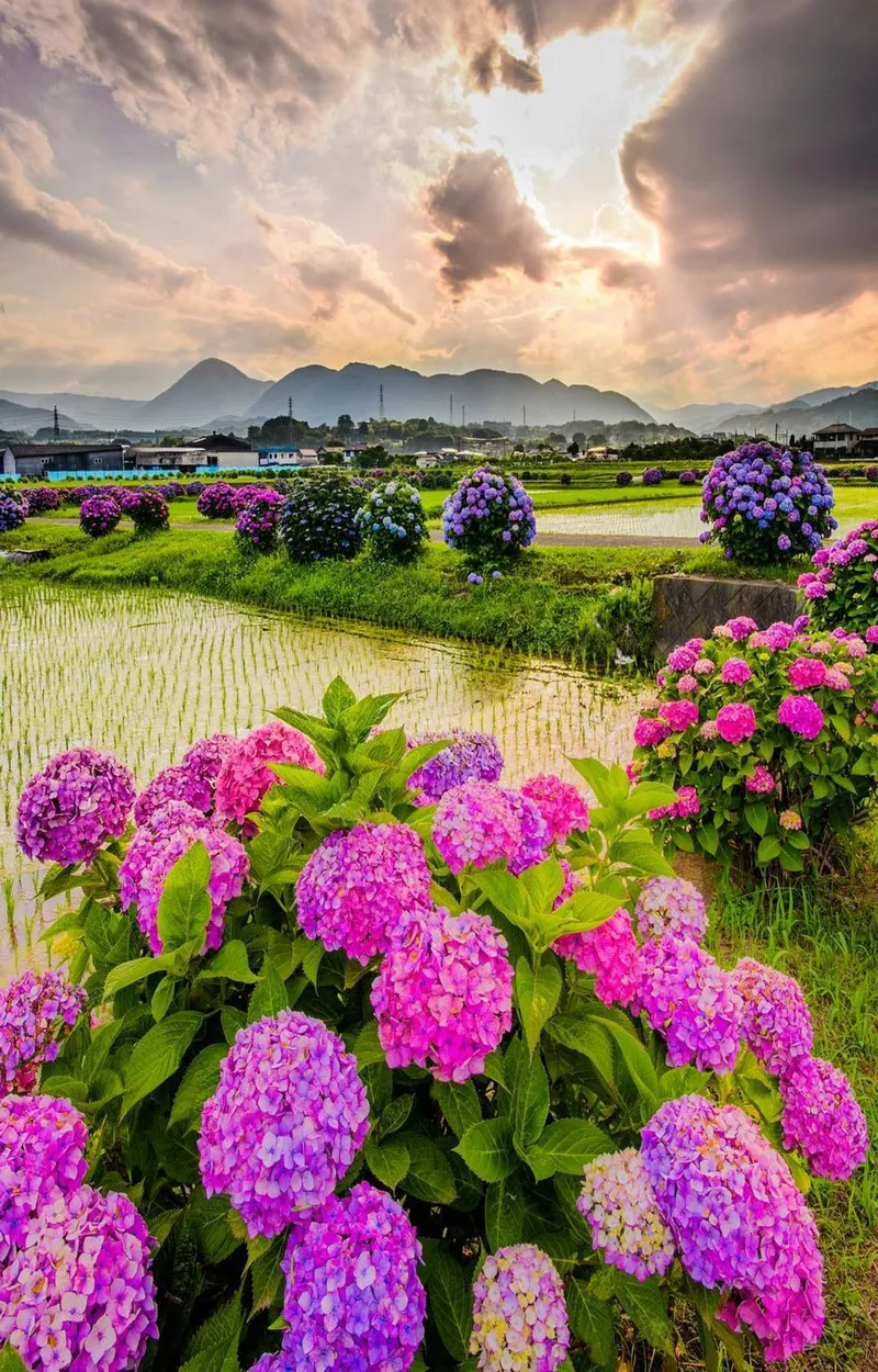 hình ản hoa cẩm tú cầu 25