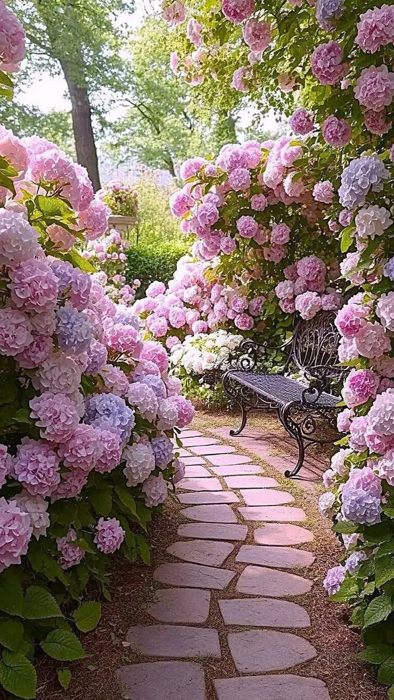 hình ản hoa cẩm tú cầu 27