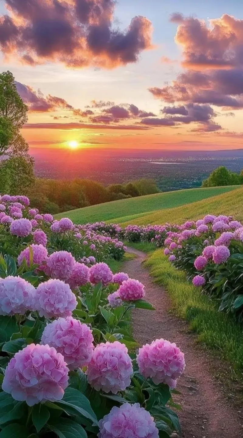 hình ản hoa cẩm tú cầu 30