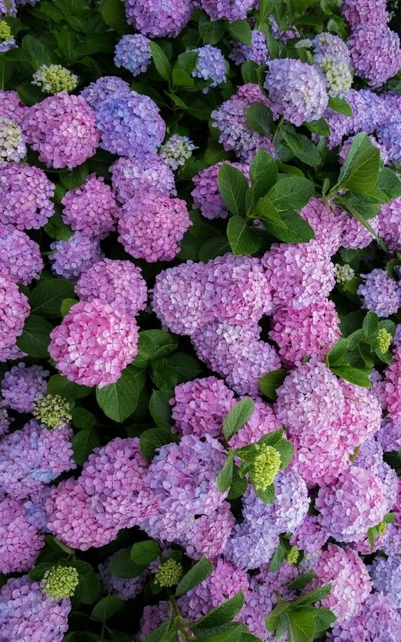 hình ản hoa cẩm tú cầu 32