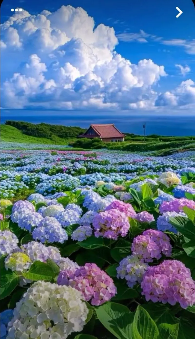 hình ản hoa cẩm tú cầu 34