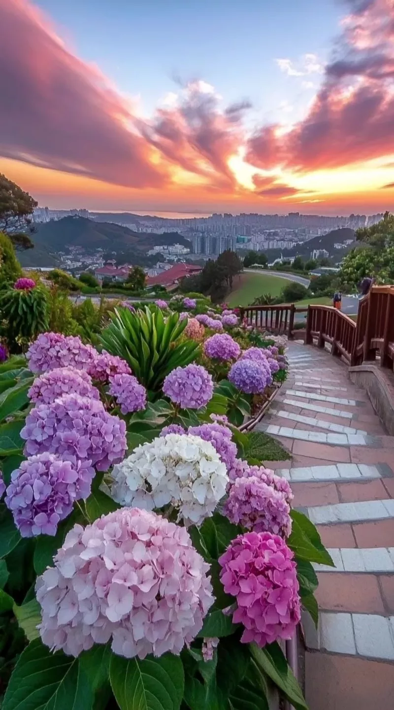 hình ản hoa cẩm tú cầu 35