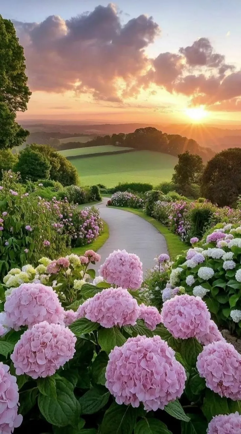 hình ản hoa cẩm tú cầu 36