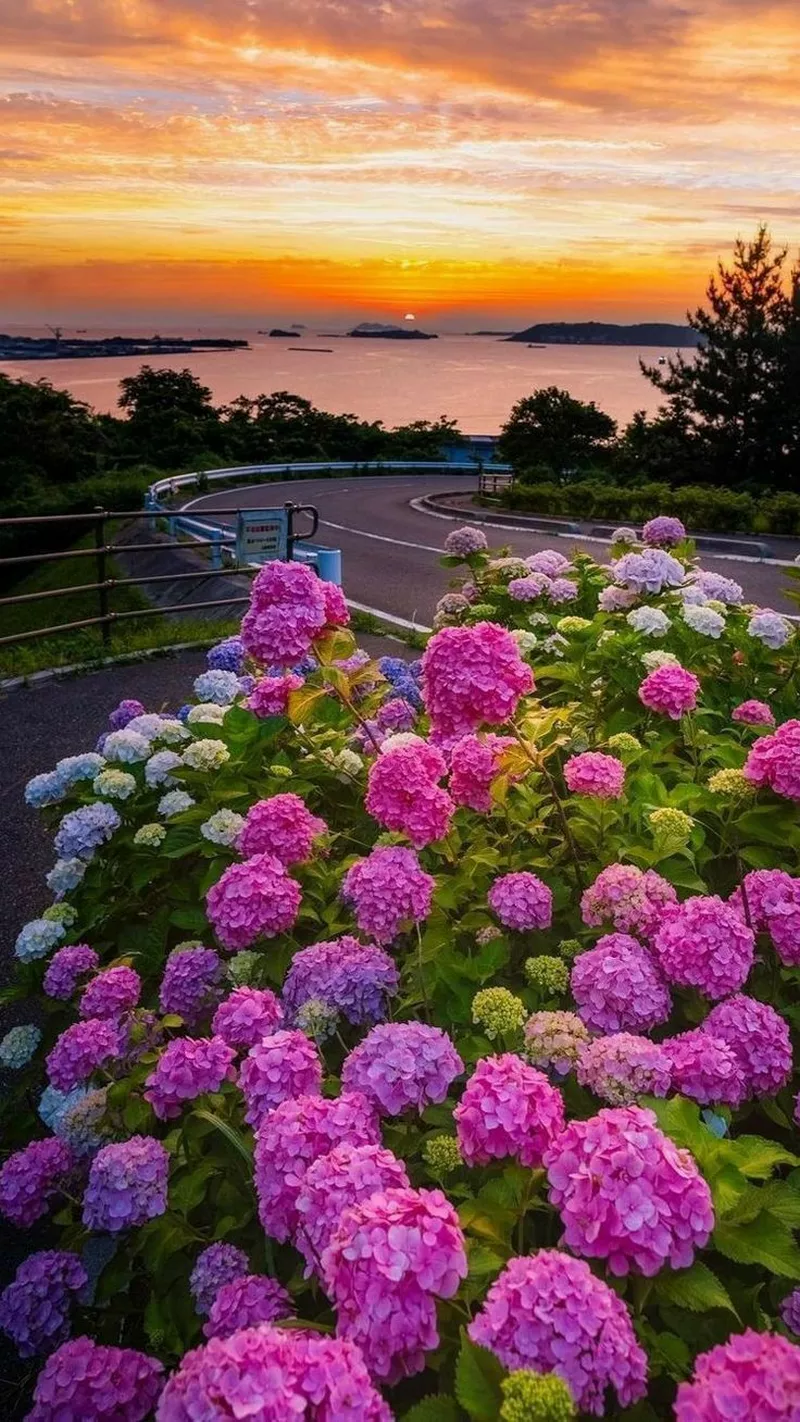 hình ản hoa cẩm tú cầu 37