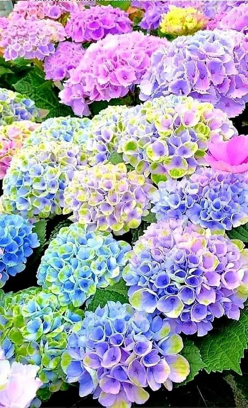 hình ản hoa cẩm tú cầu 38