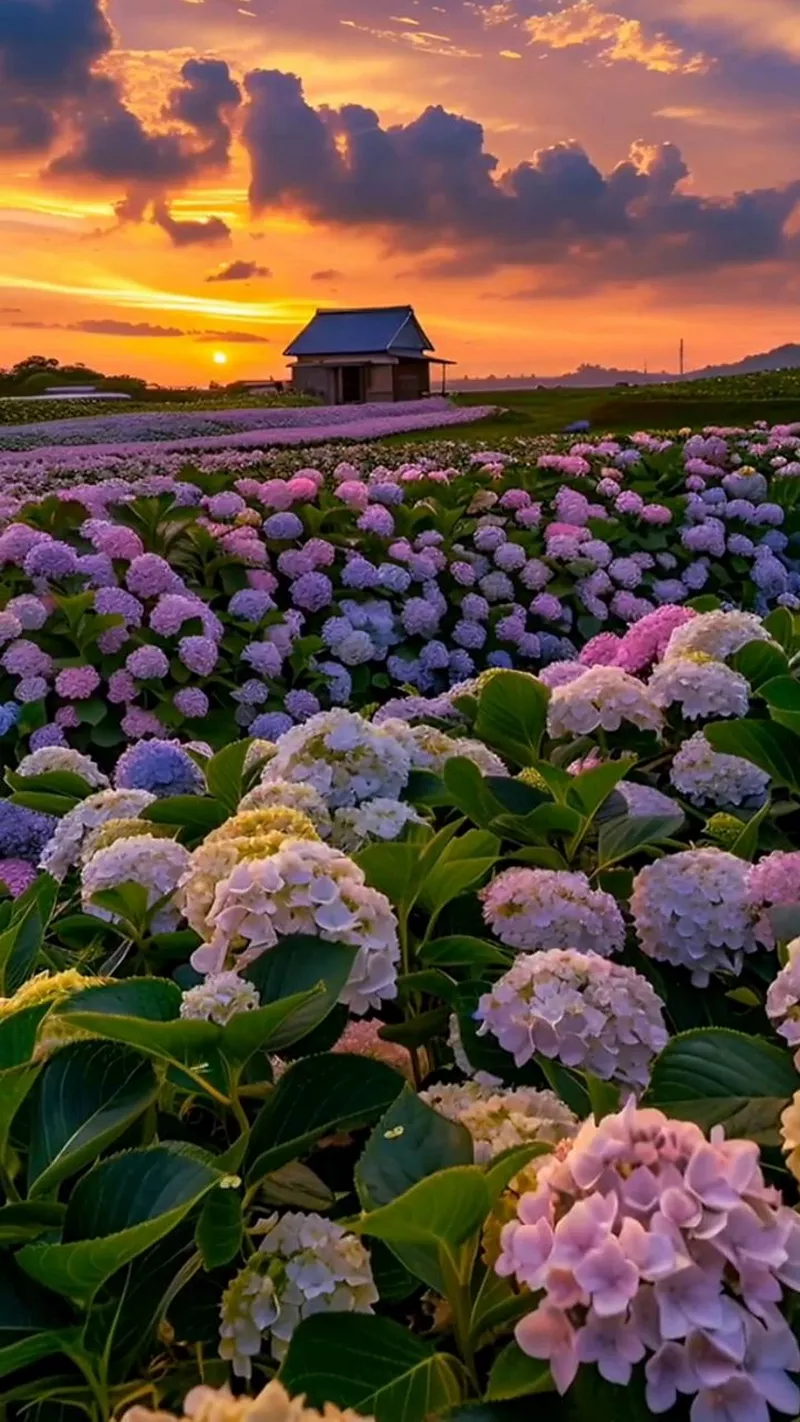 hình ản hoa cẩm tú cầu 40