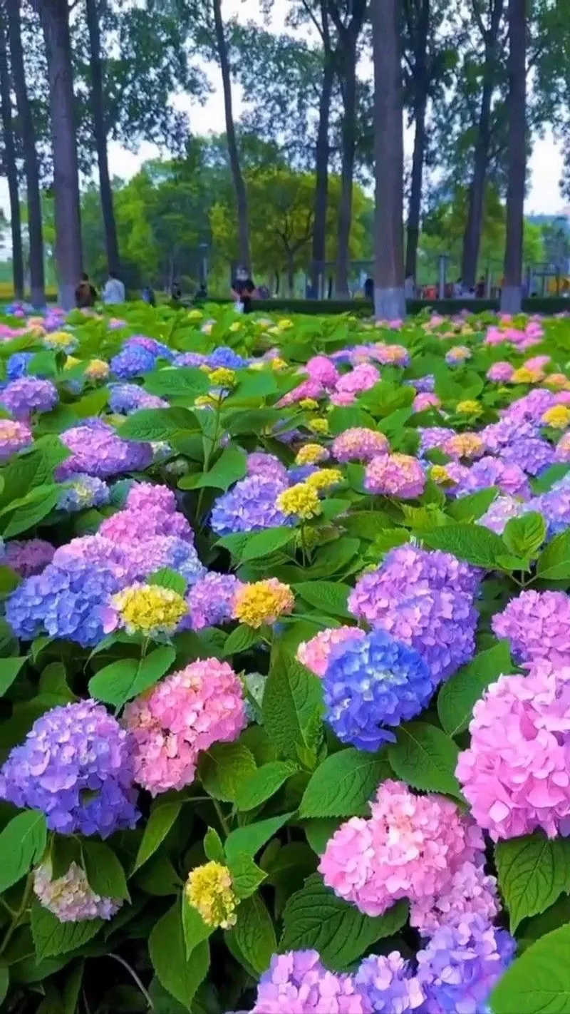 hình ản hoa cẩm tú cầu 41