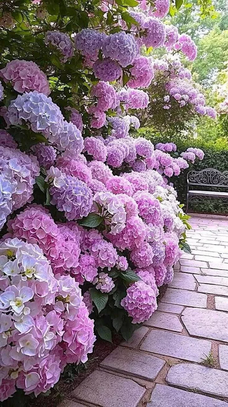 hình ản hoa cẩm tú cầu 42