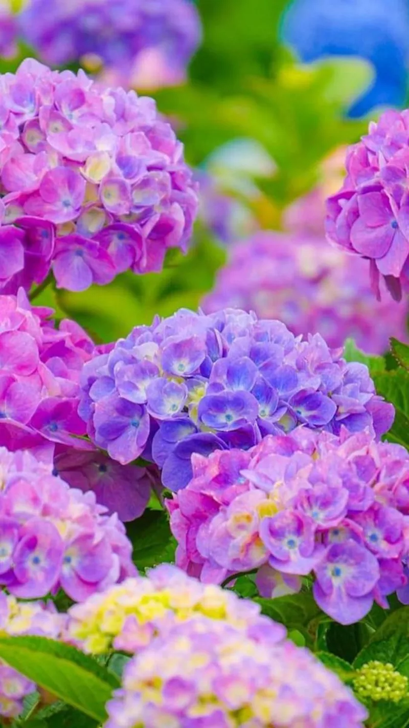 hình ản hoa cẩm tú cầu 43