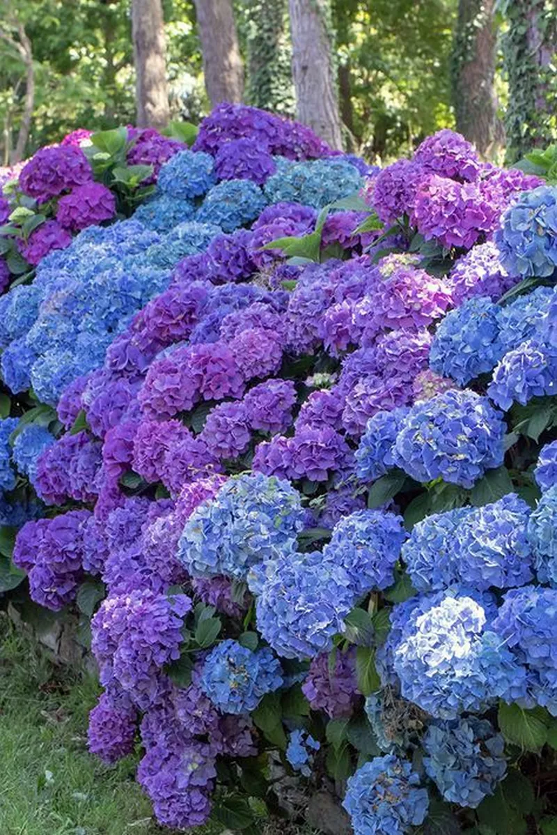 hình ản hoa cẩm tú cầu 44