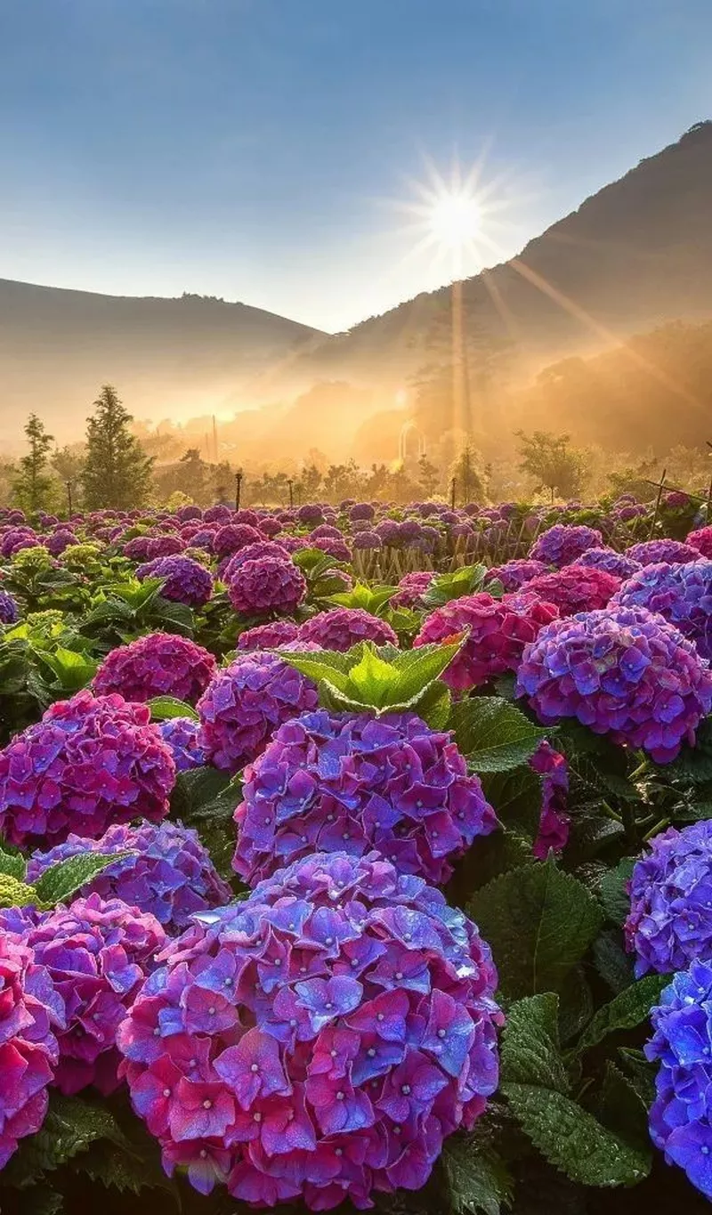 hình ản hoa cẩm tú cầu 45