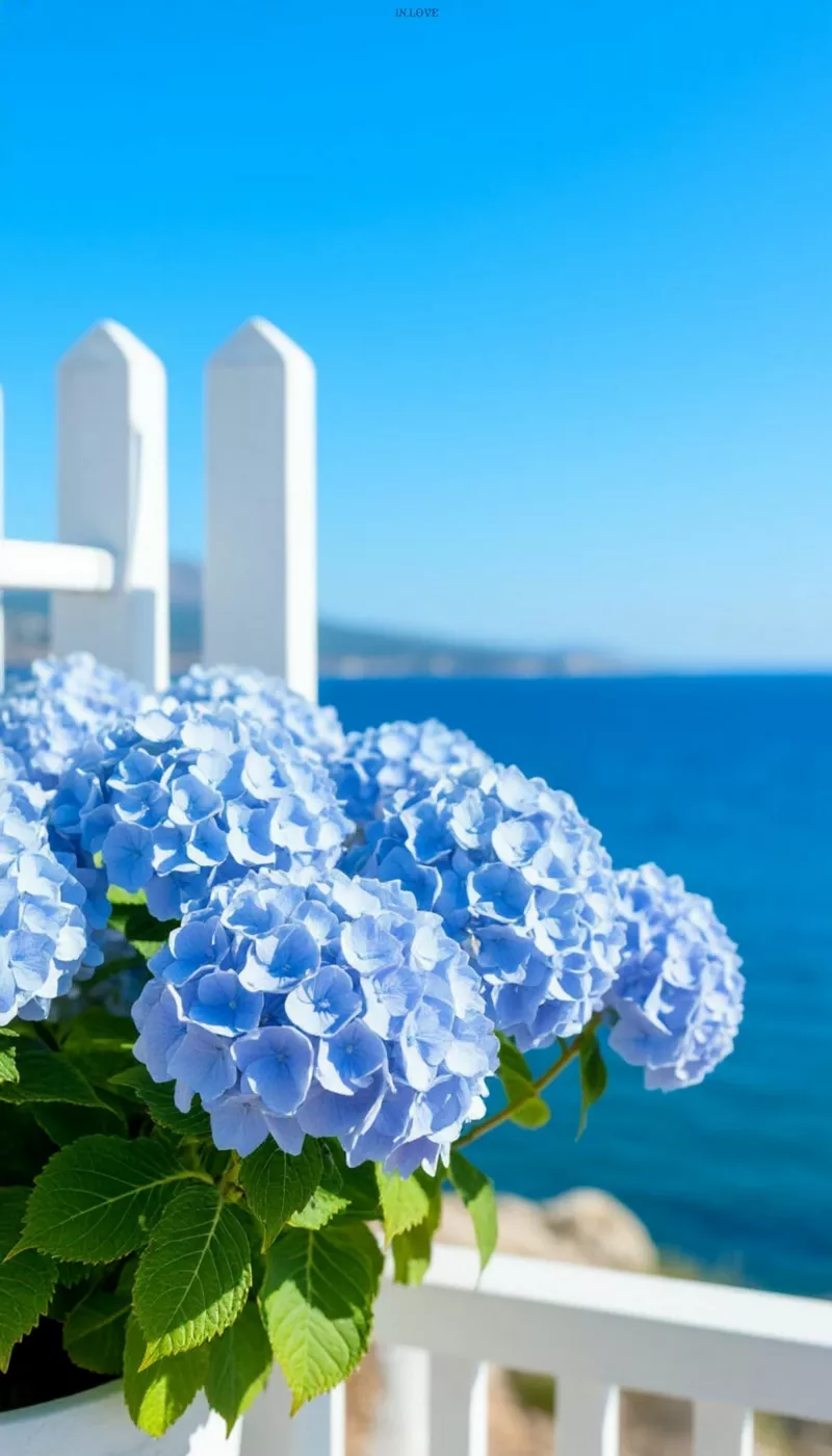 hình ản hoa cẩm tú cầu 46