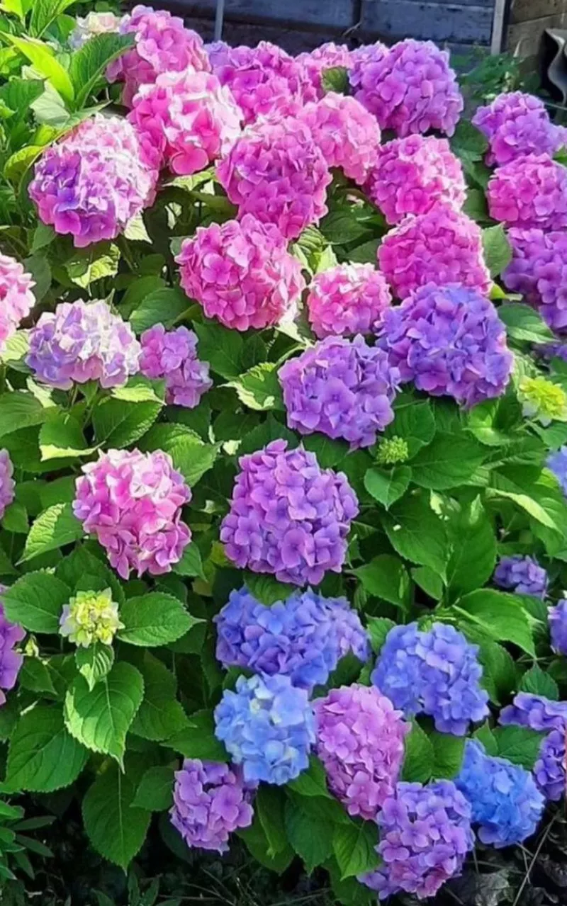 hình ản hoa cẩm tú cầu 47