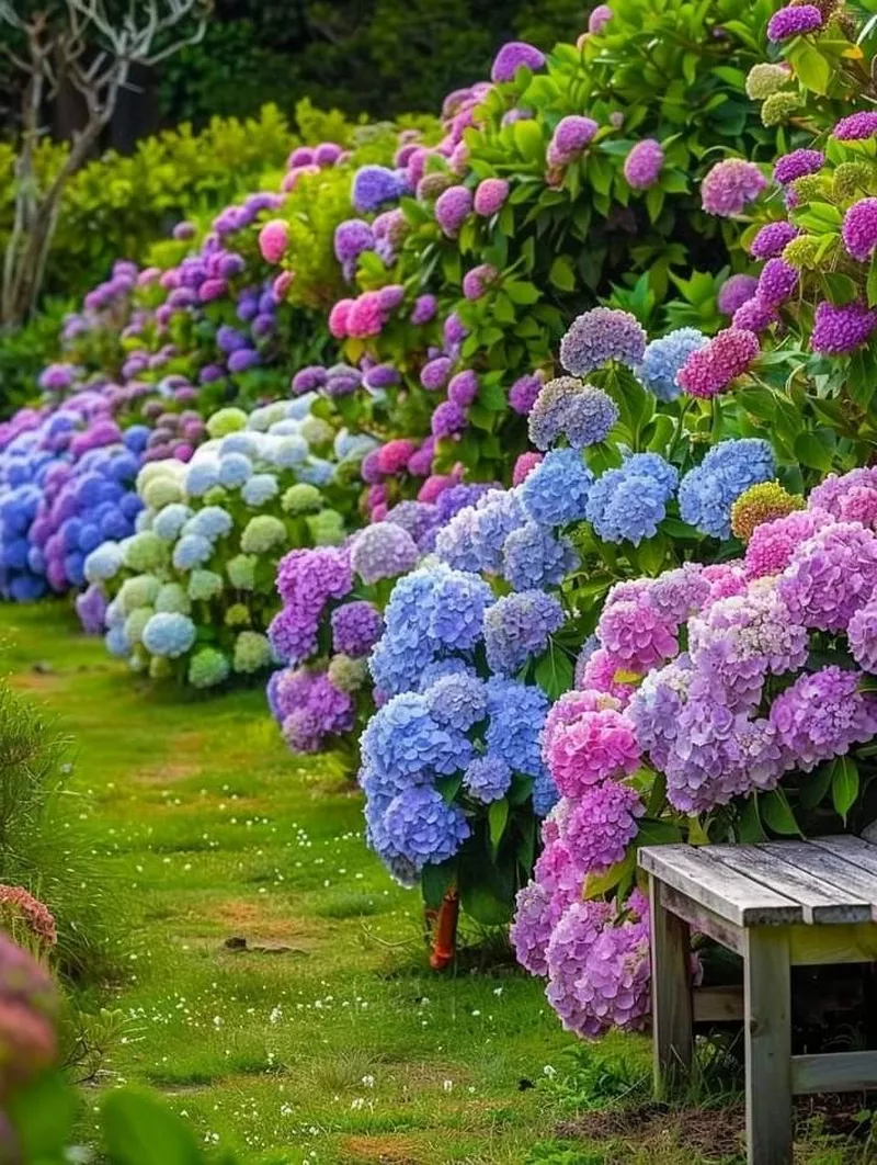 hình ản hoa cẩm tú cầu 48