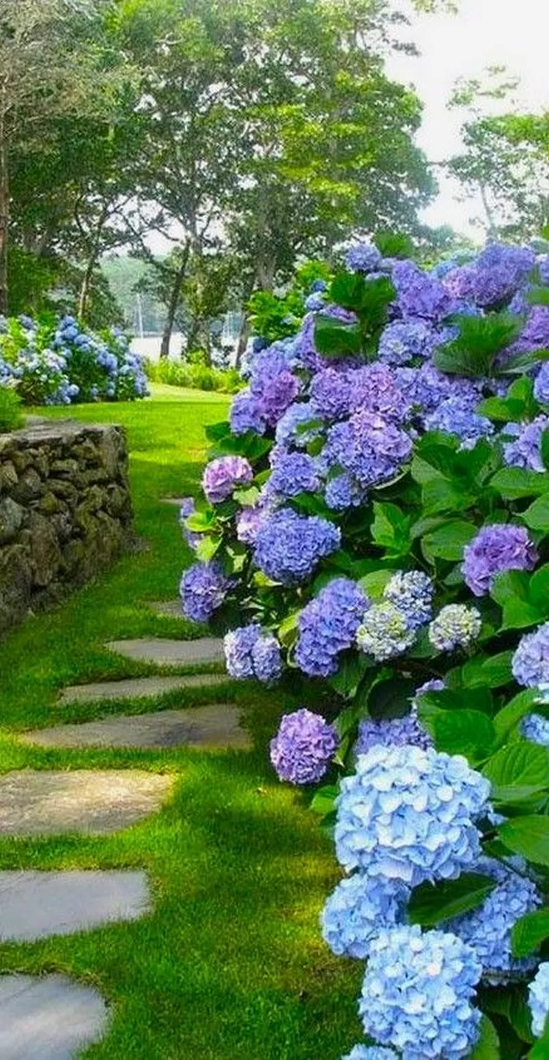 hình ản hoa cẩm tú cầu 5