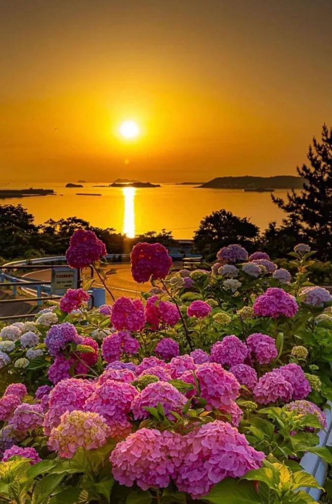 hình ản hoa cẩm tú cầu 49