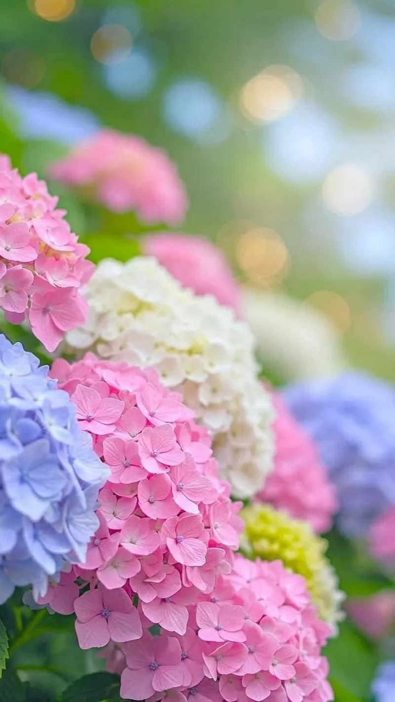 hình ản hoa cẩm tú cầu 6