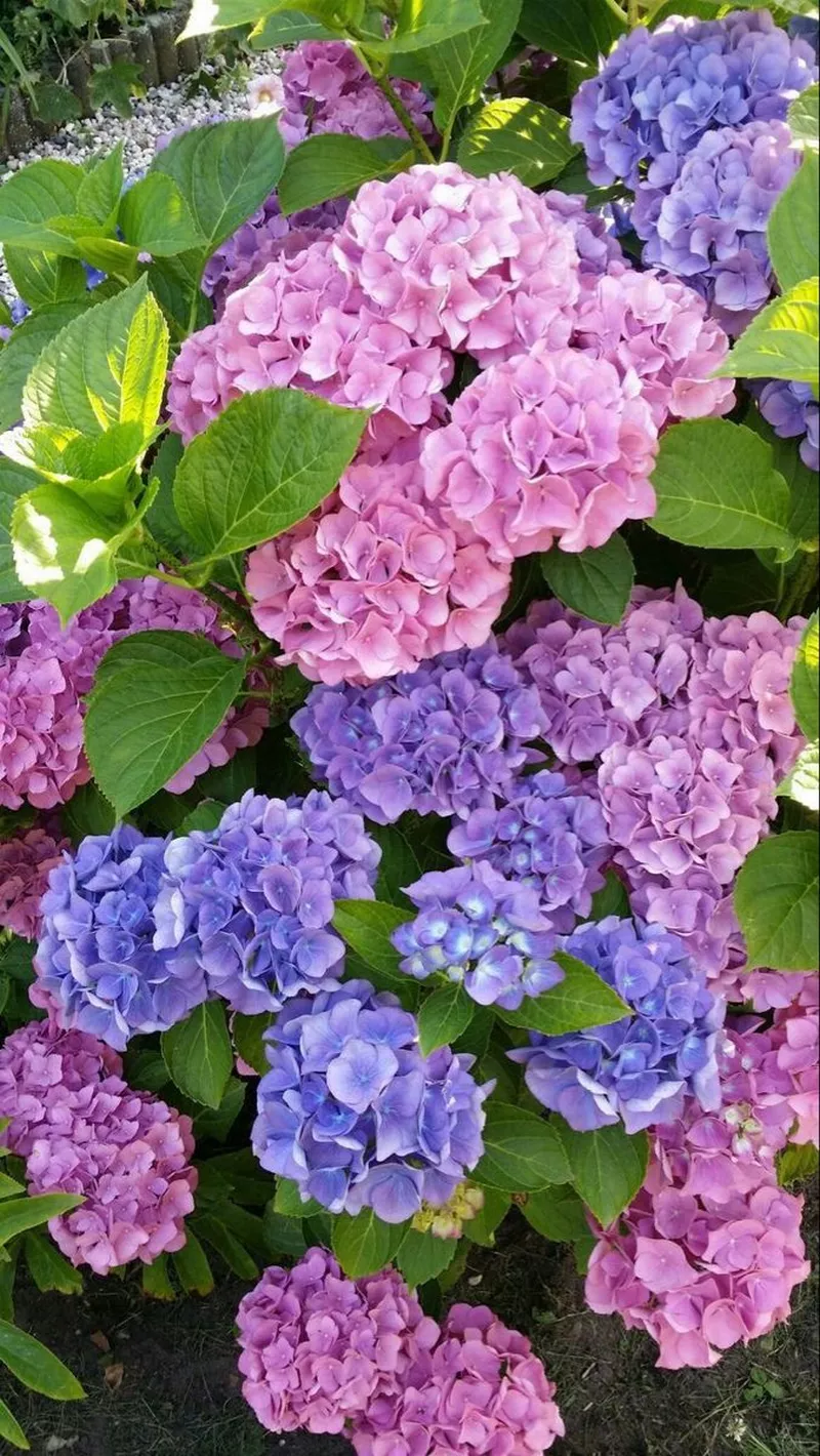 hình ản hoa cẩm tú cầu 7