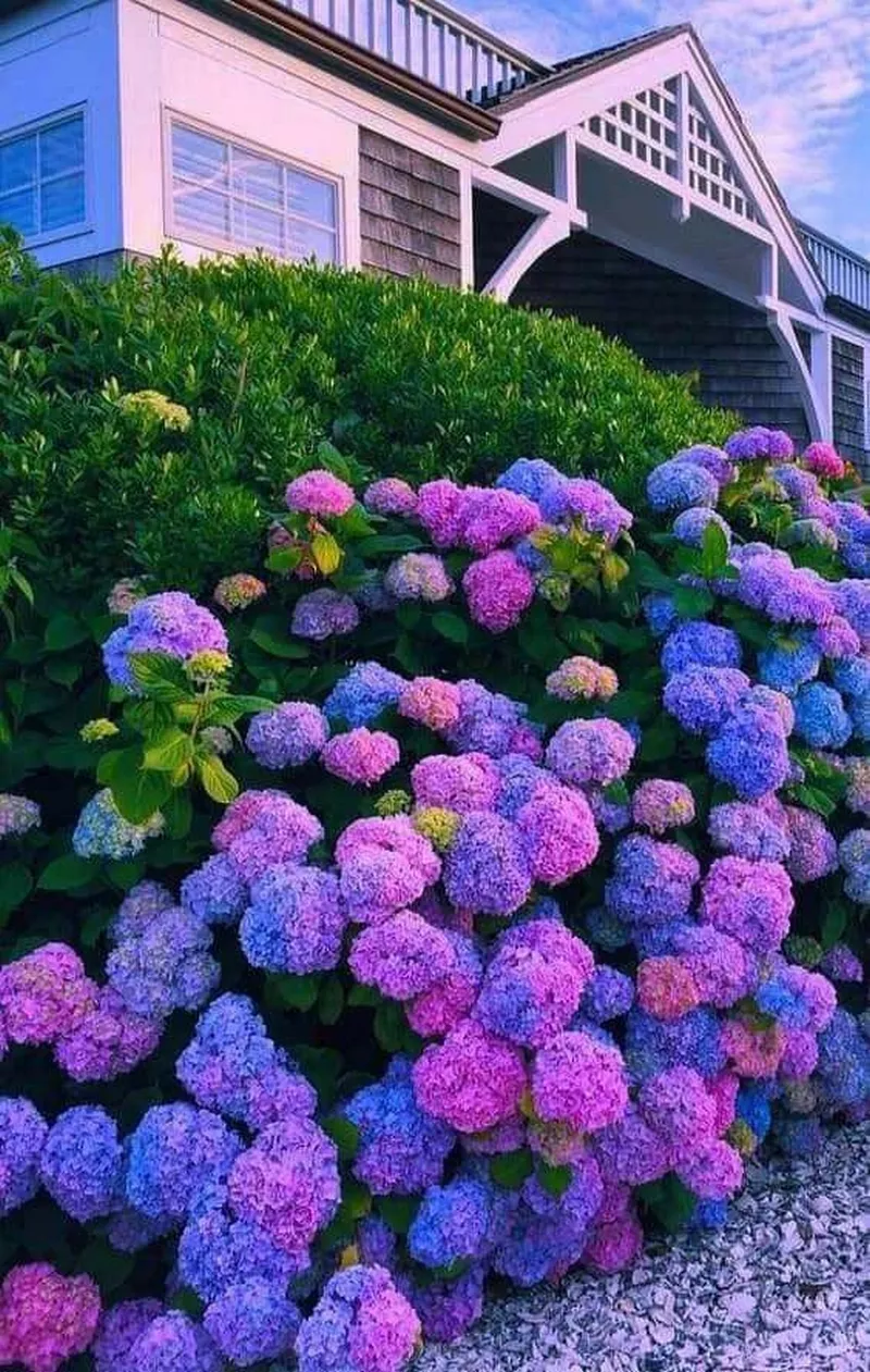 hình ản hoa cẩm tú cầu 8