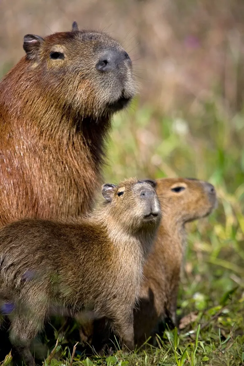hình nền capybara 8