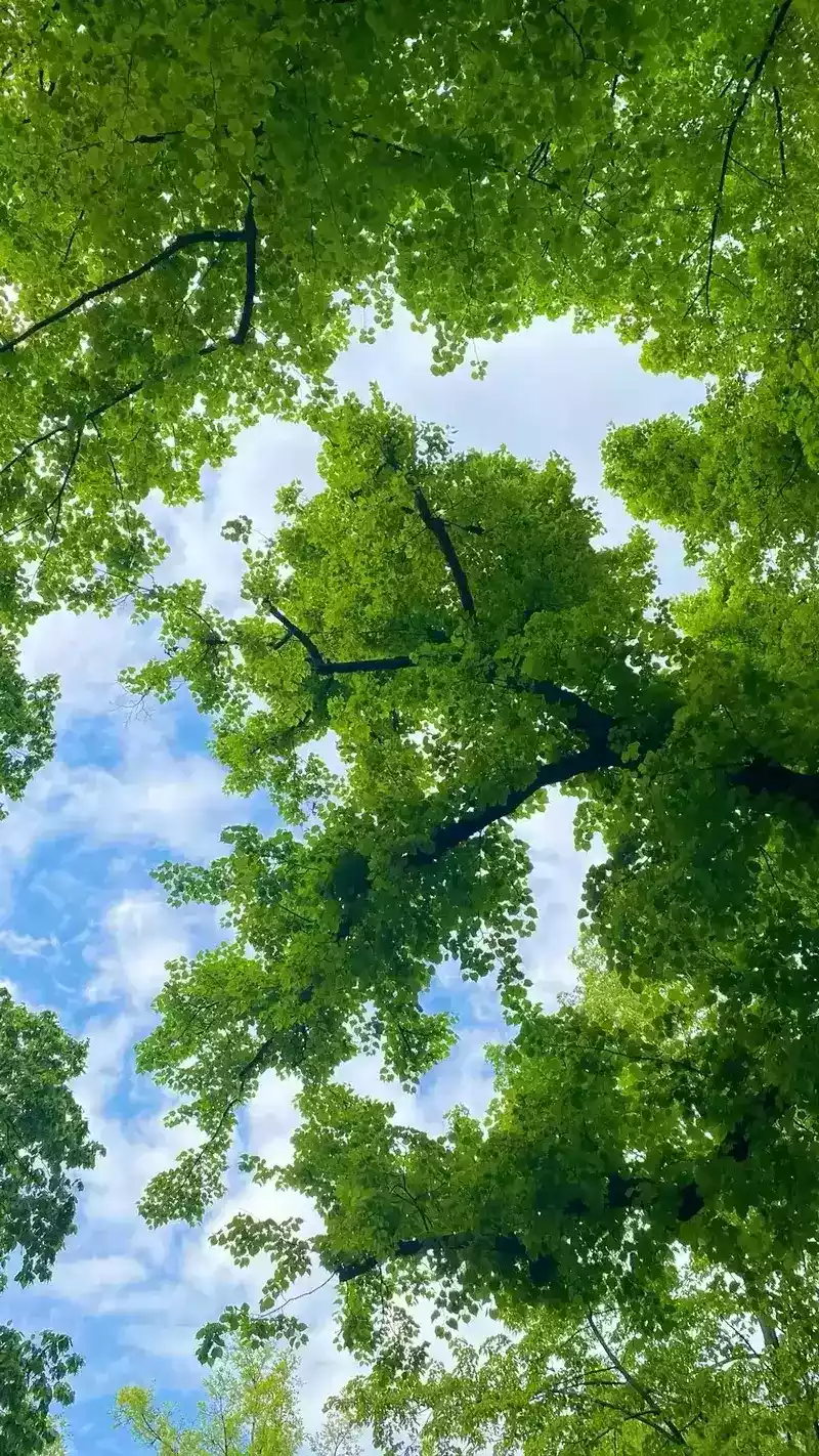 hình nền cây xanh 1