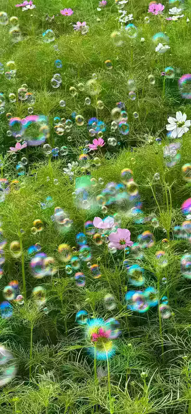 hình nền cây xanh 11