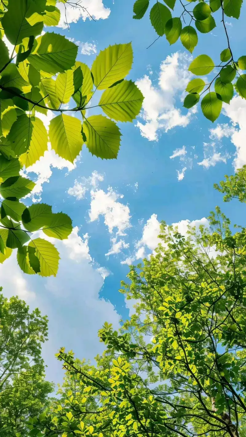 hình nền cây xanh 15