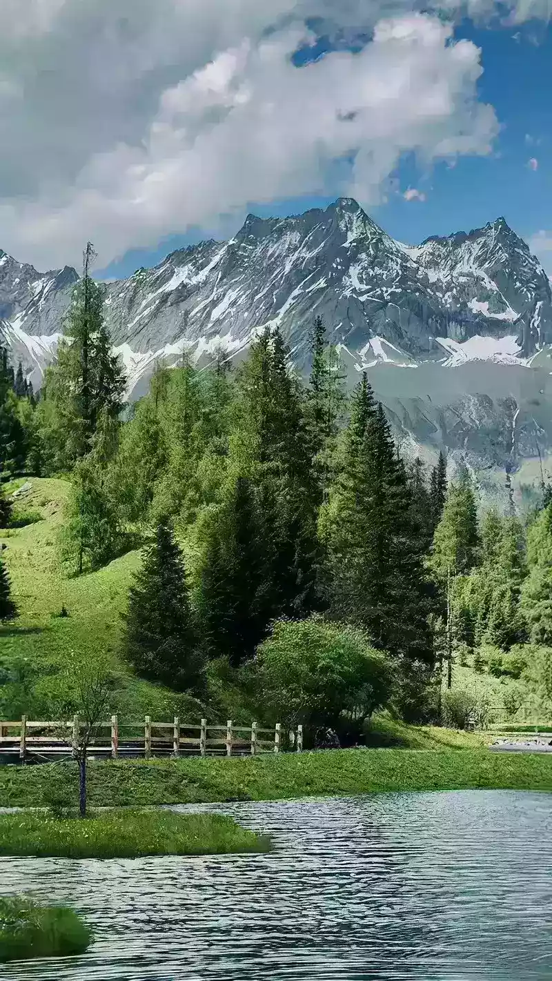 hình nền cây xanh 16