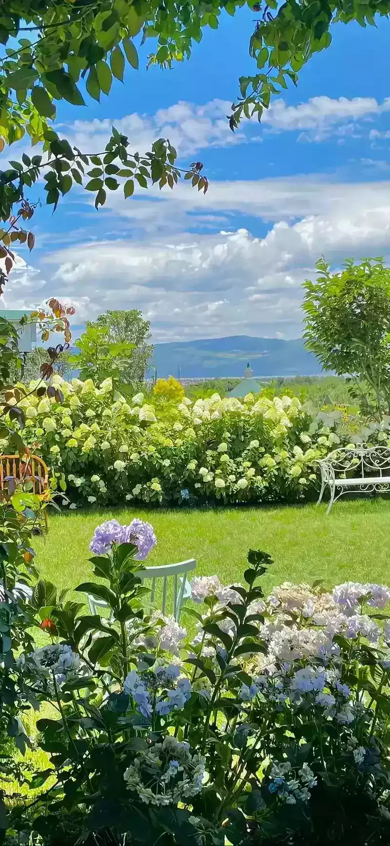 hình nền cây xanh 2