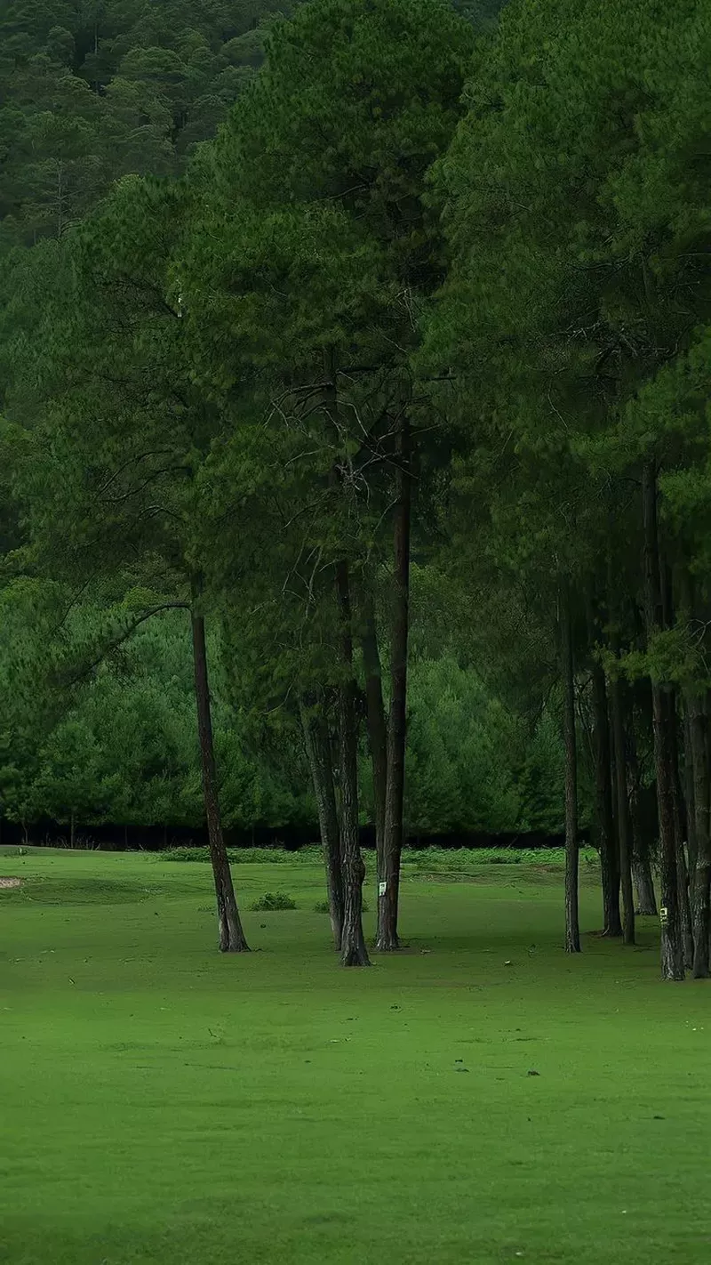 hình nền cây xanh 20