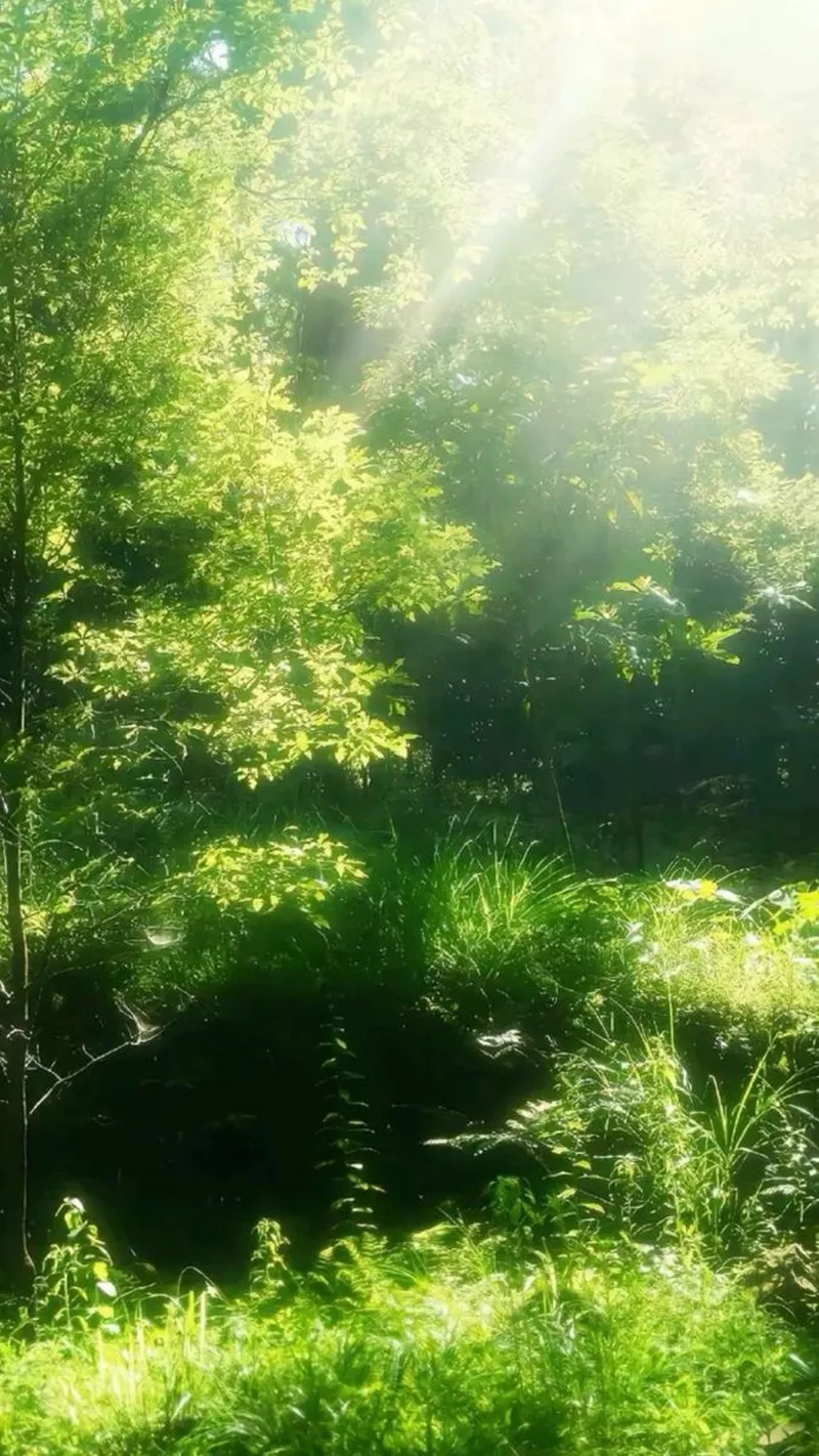 hình nền cây xanh 21