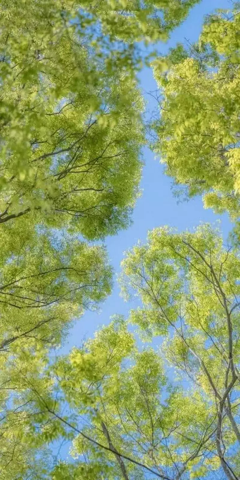 hình nền cây xanh 23