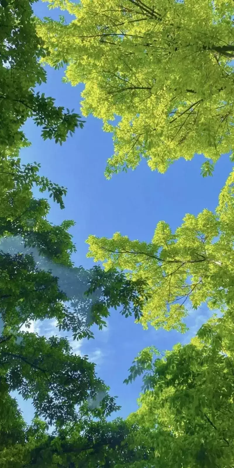 hình nền cây xanh 27