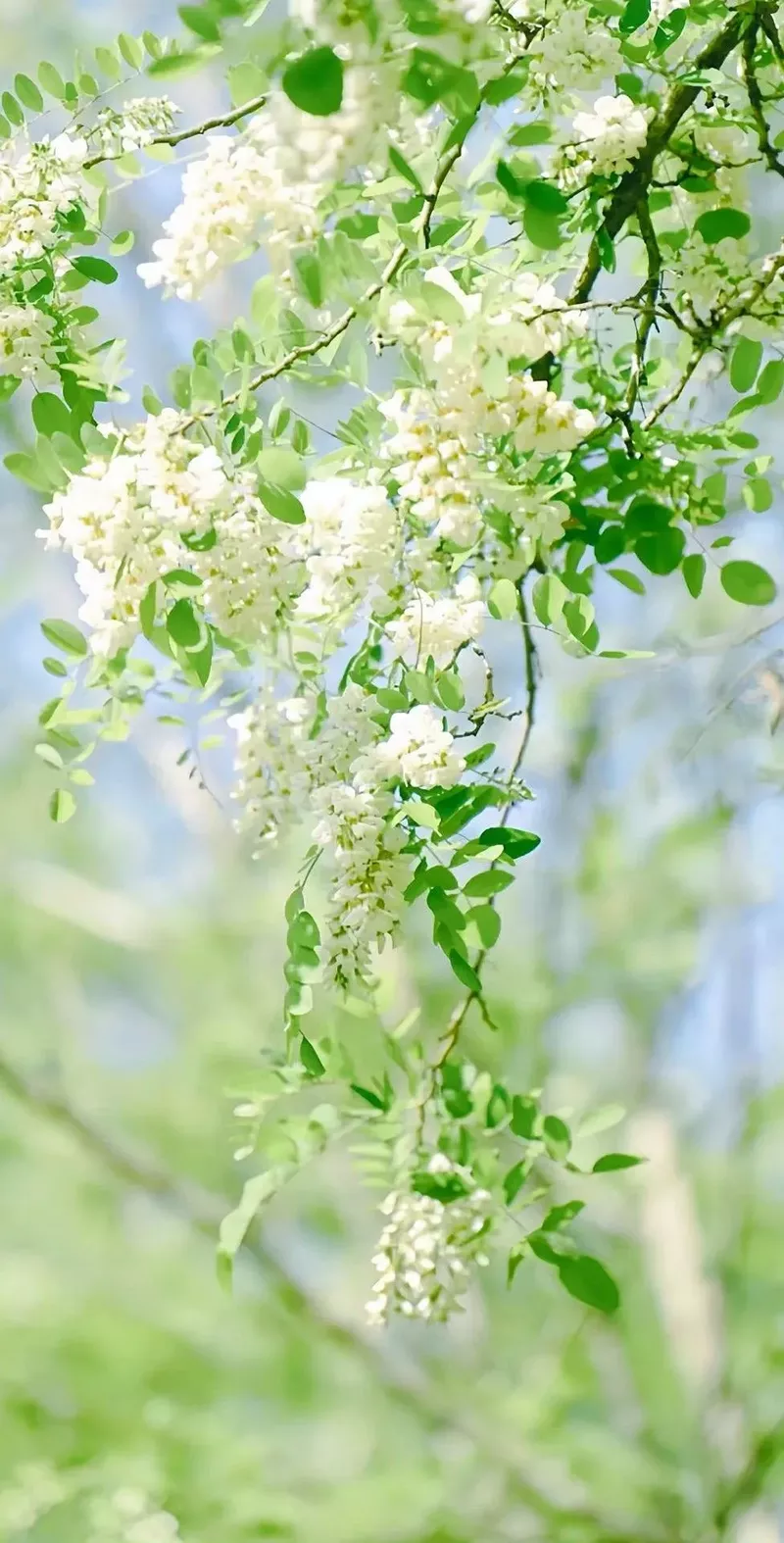 hình nền cây xanh 33