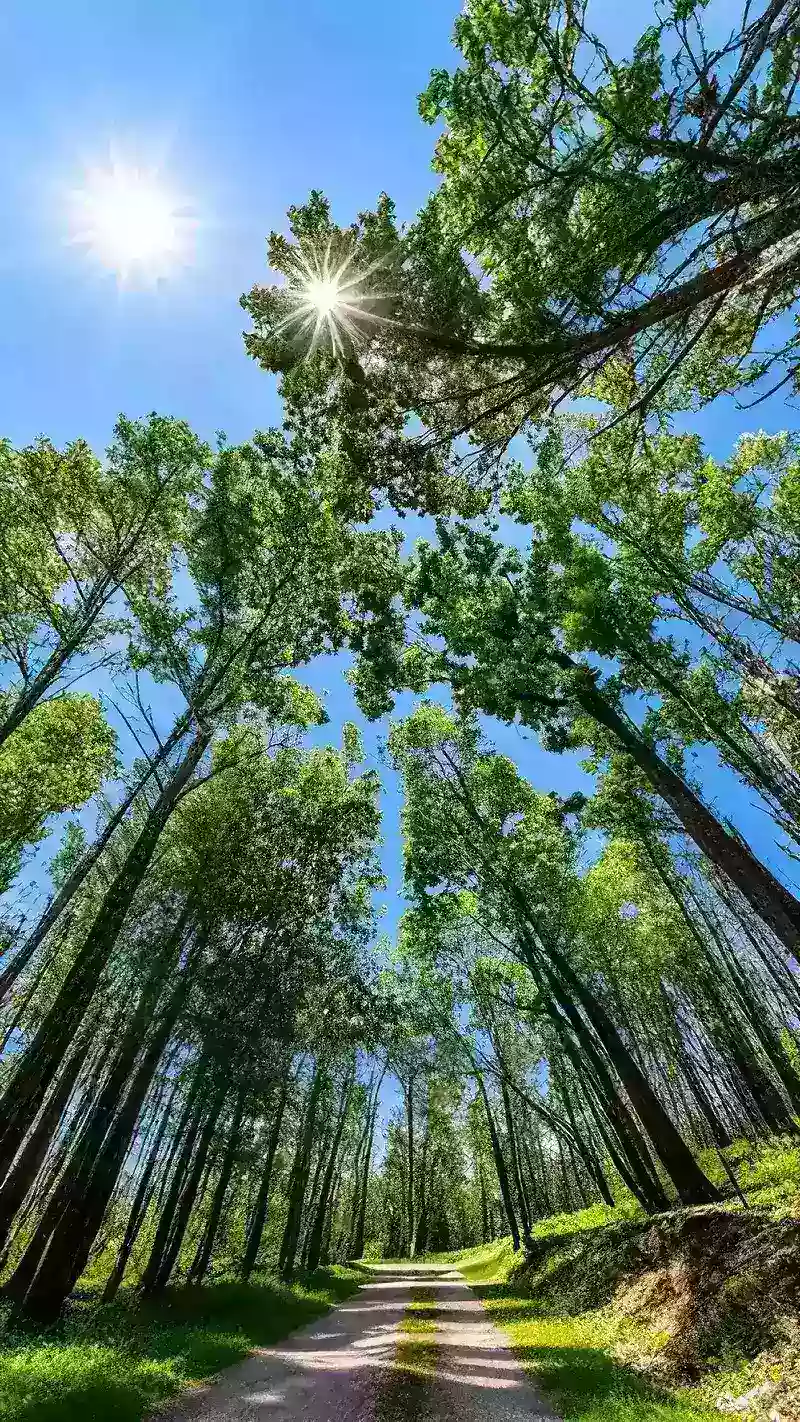 hình nền cây xanh 4