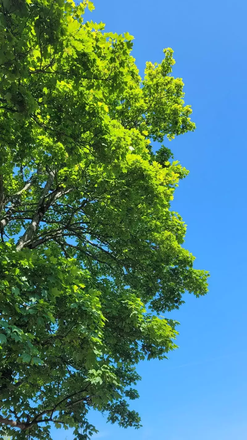 hình nền cây xanh 42