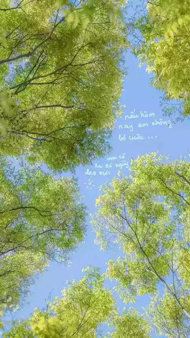 hình nền cây xanh 44