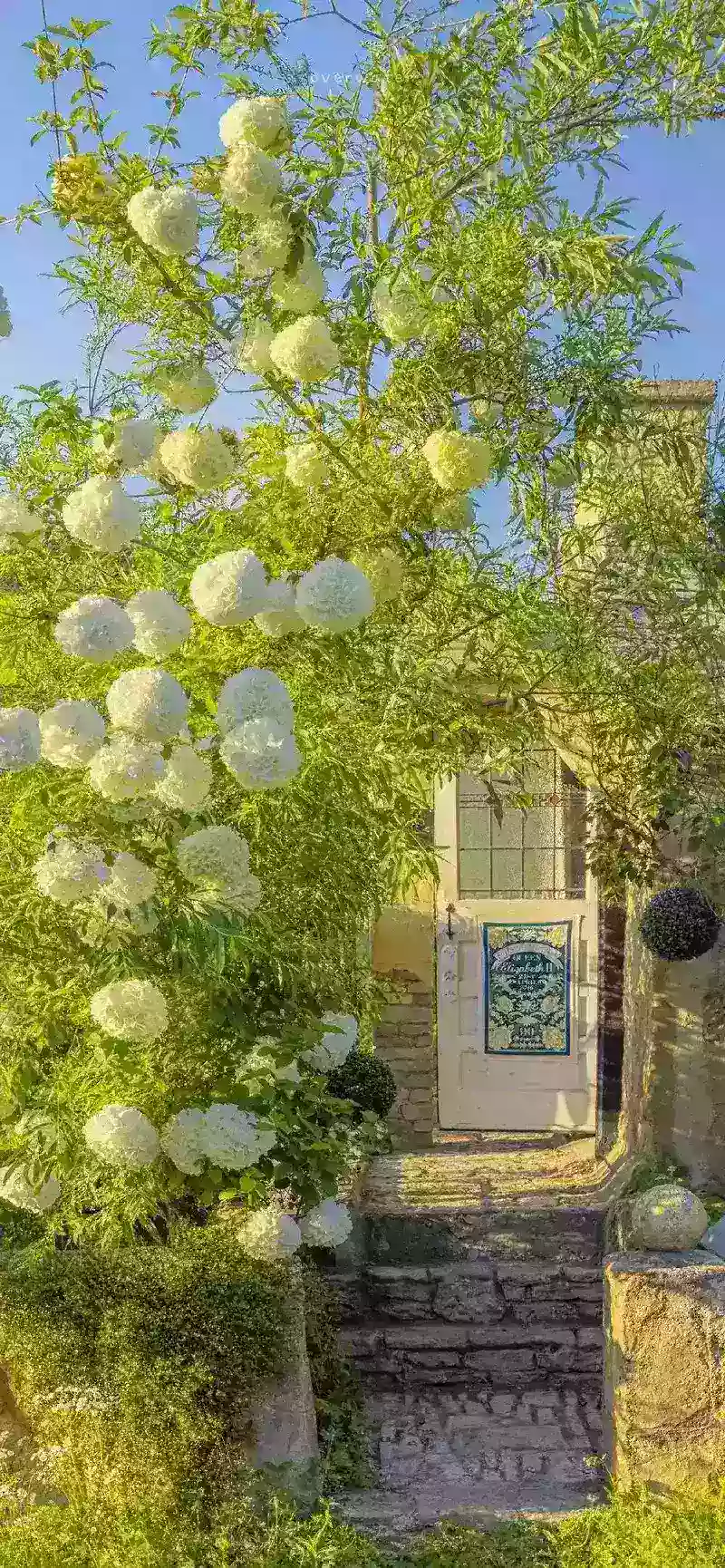 hình nền cây xanh 45