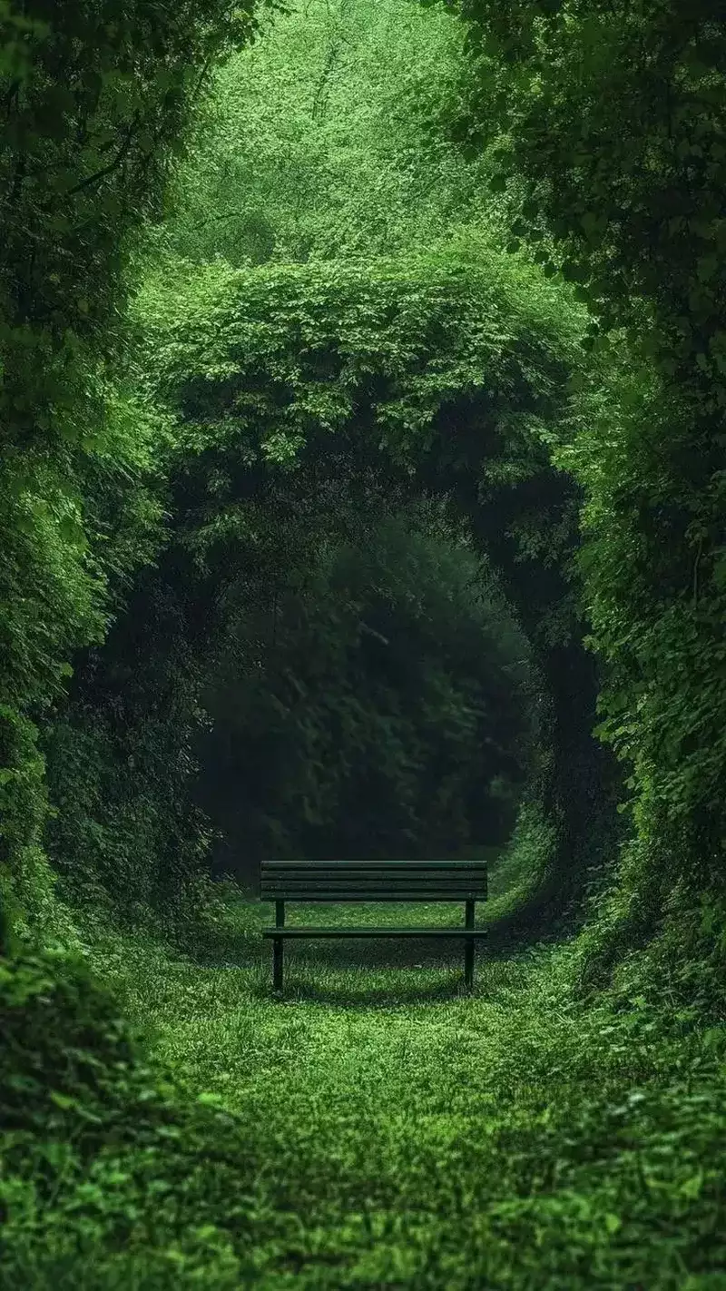 hình nền cây xanh 46