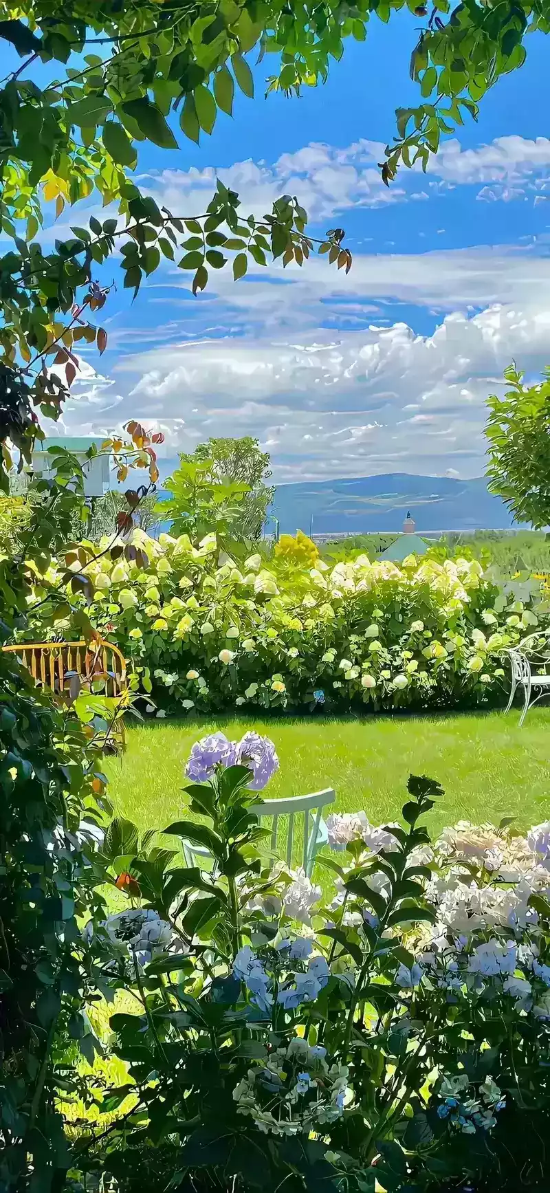 hình nền cây xanh 47