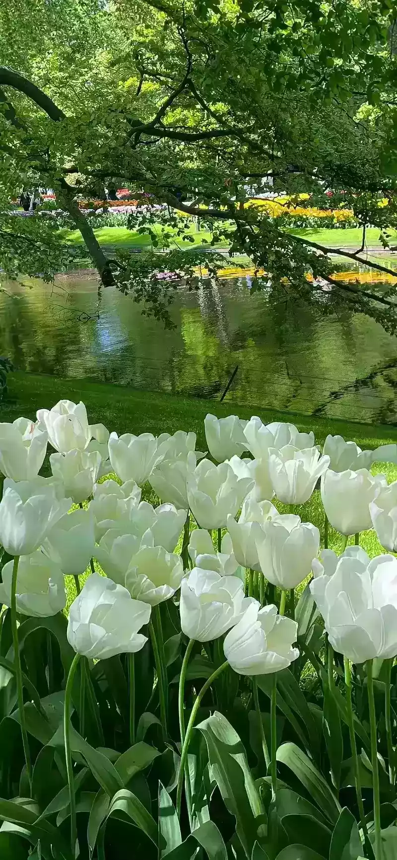 hình nền cây xanh 49