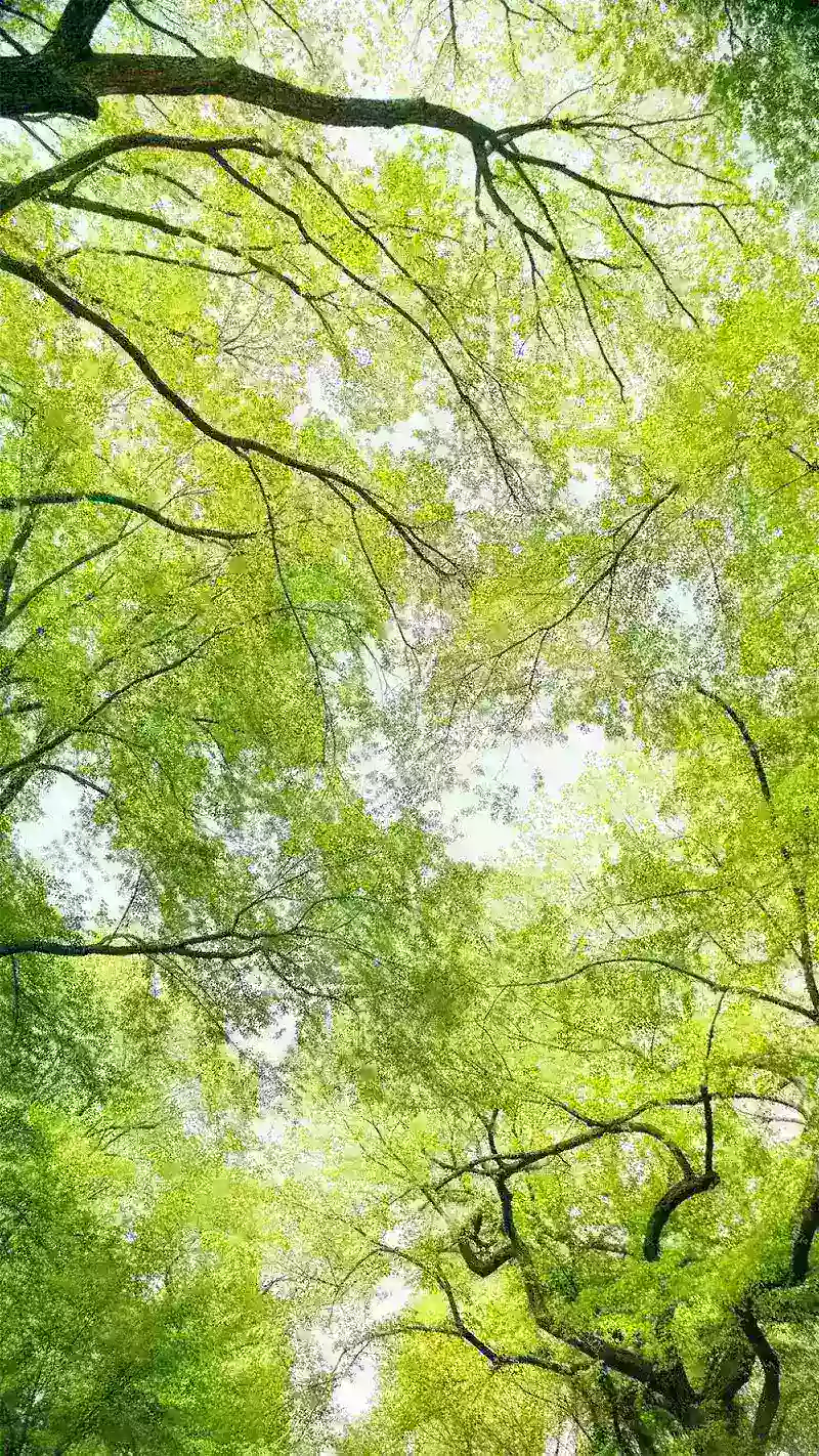 hình nền cây xanh 50