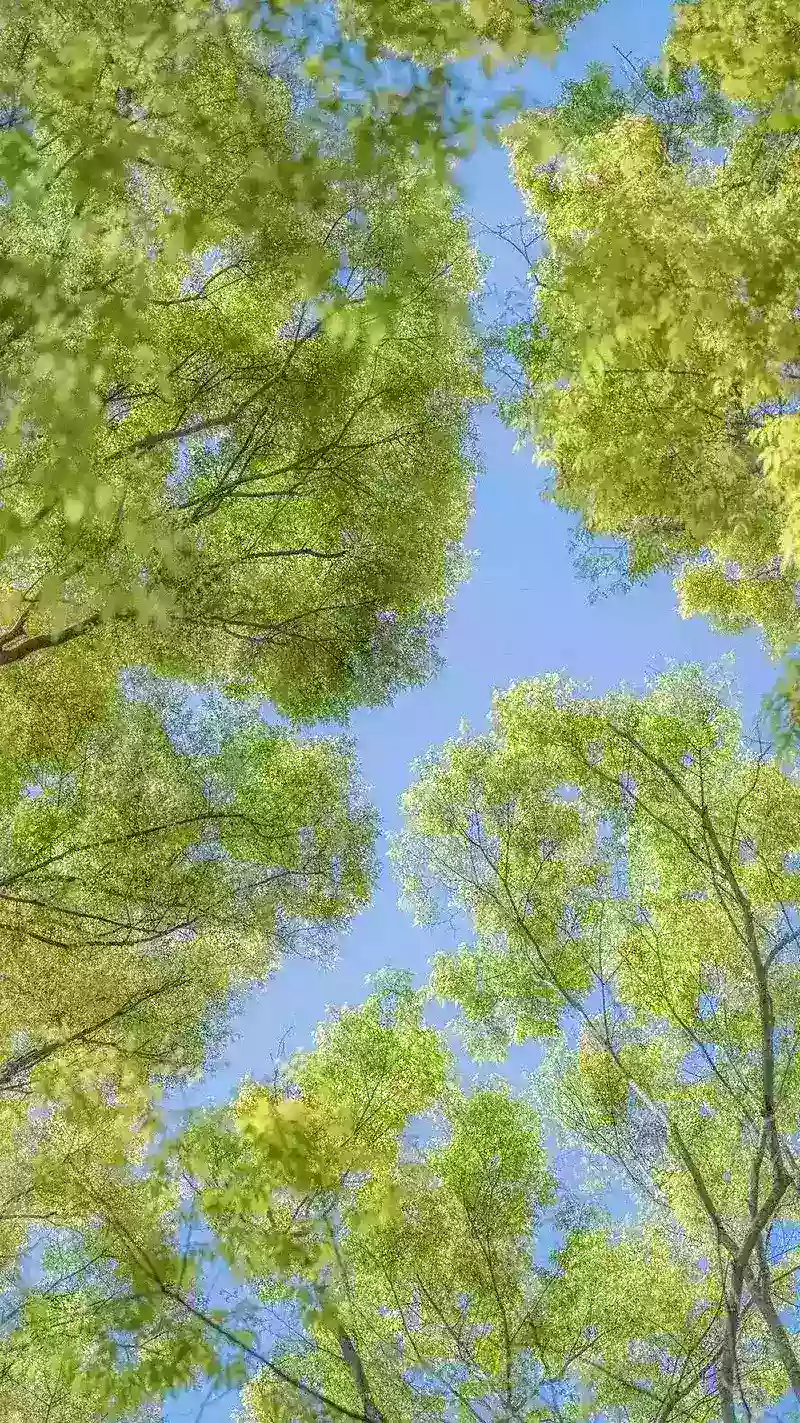 hình nền cây xanh 7