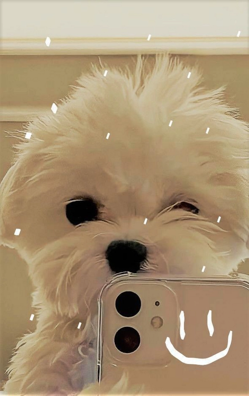 hình ảnh con chó cute 21