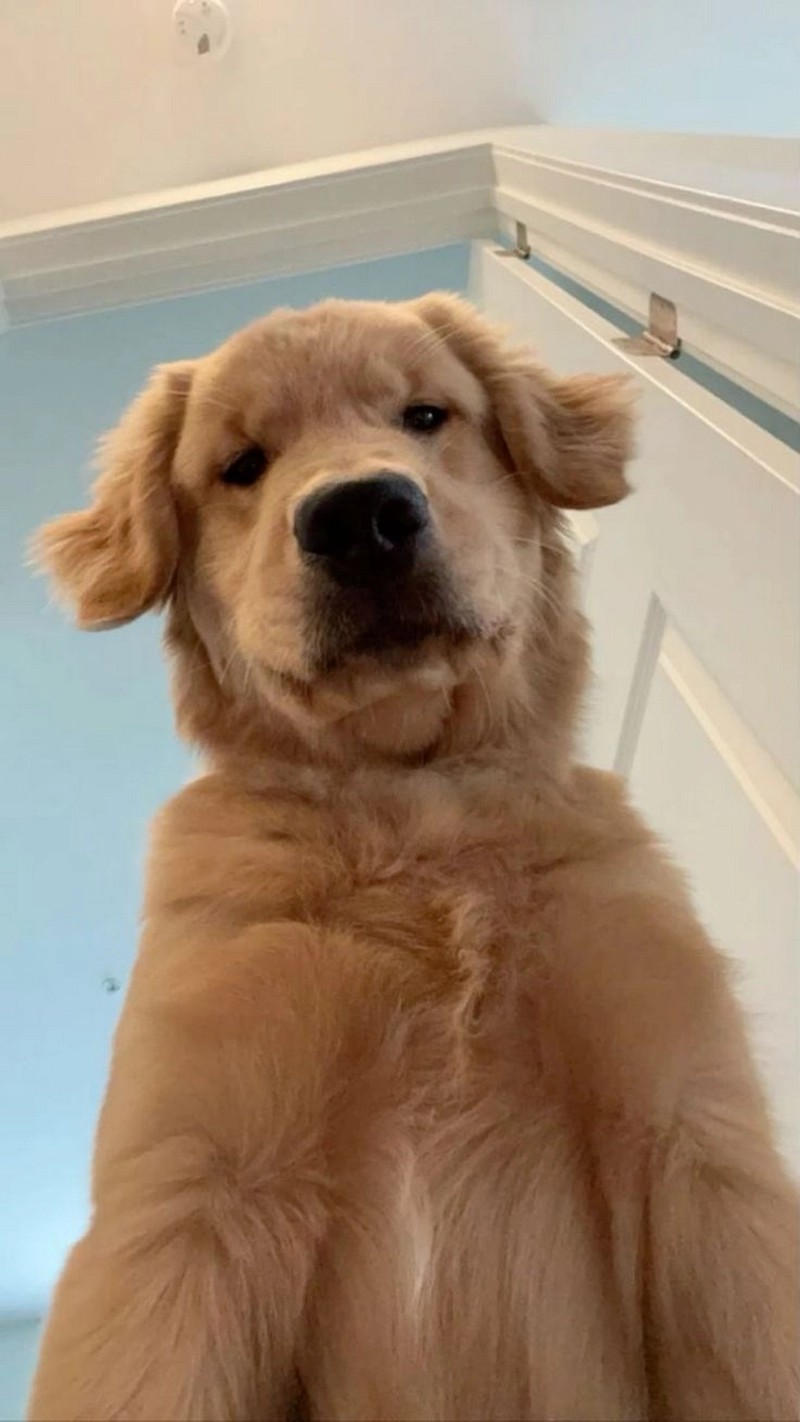 hình ảnh con chó cute 25